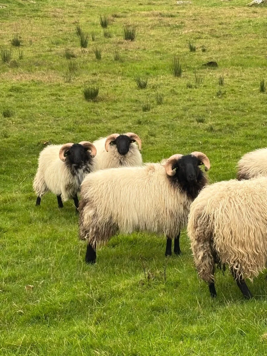 SiS ram lambs - Image 2