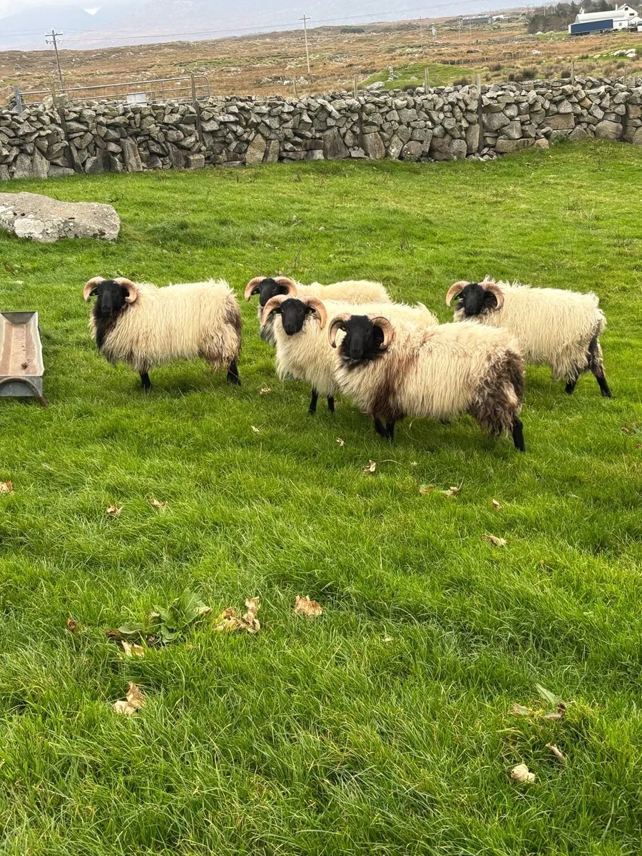 SiS ram lambs - Image 3