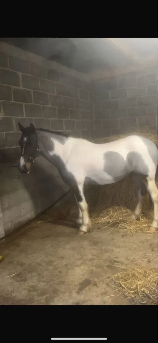 Smashing Family Cob - Image 2