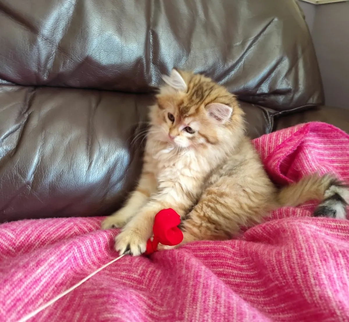 Siberian Kitten - Image 3