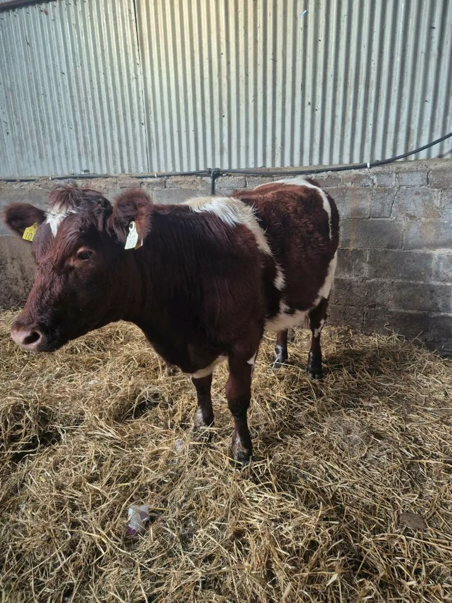 Heifer