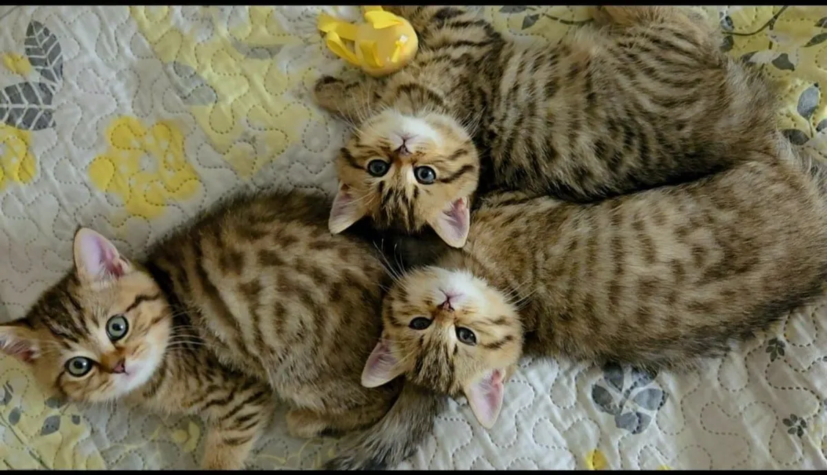 Kittens - Image 1