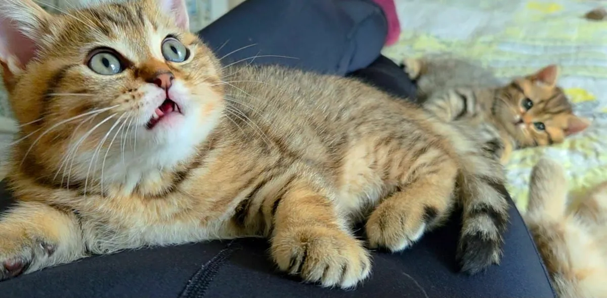 Kittens - Image 2