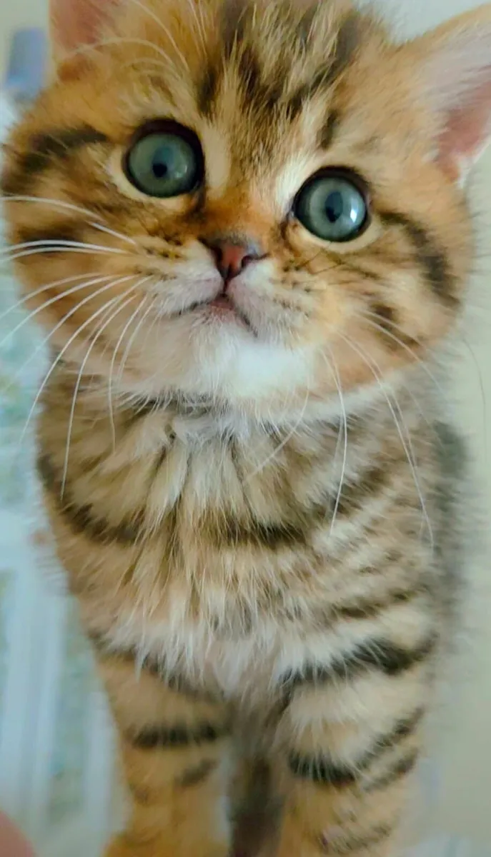 Kittens - Image 3