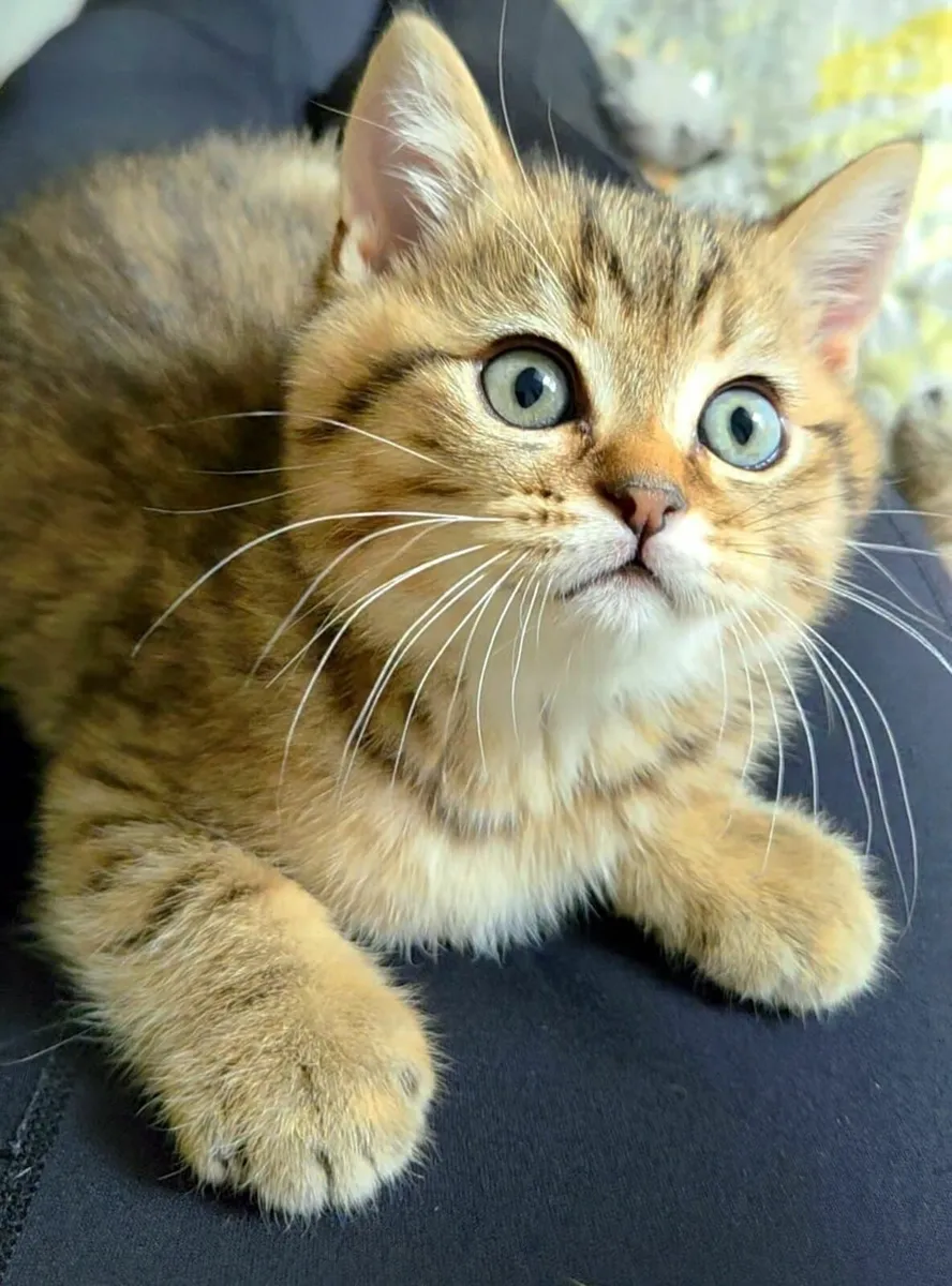 Kittens - Image 4