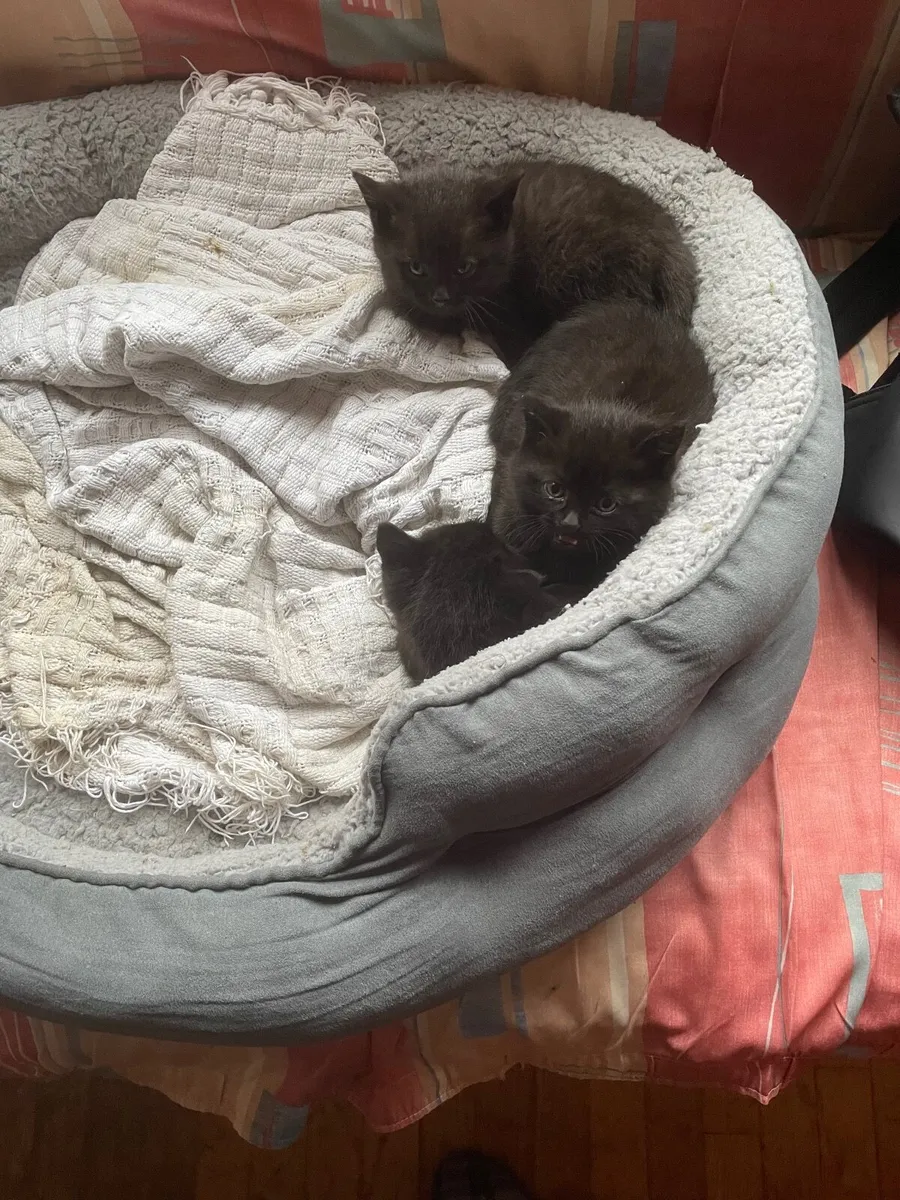 Kittens