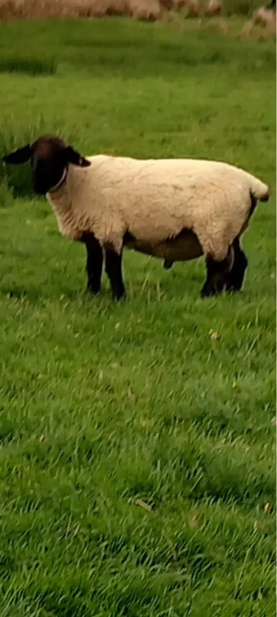 2 Rams for Sale - Image 1