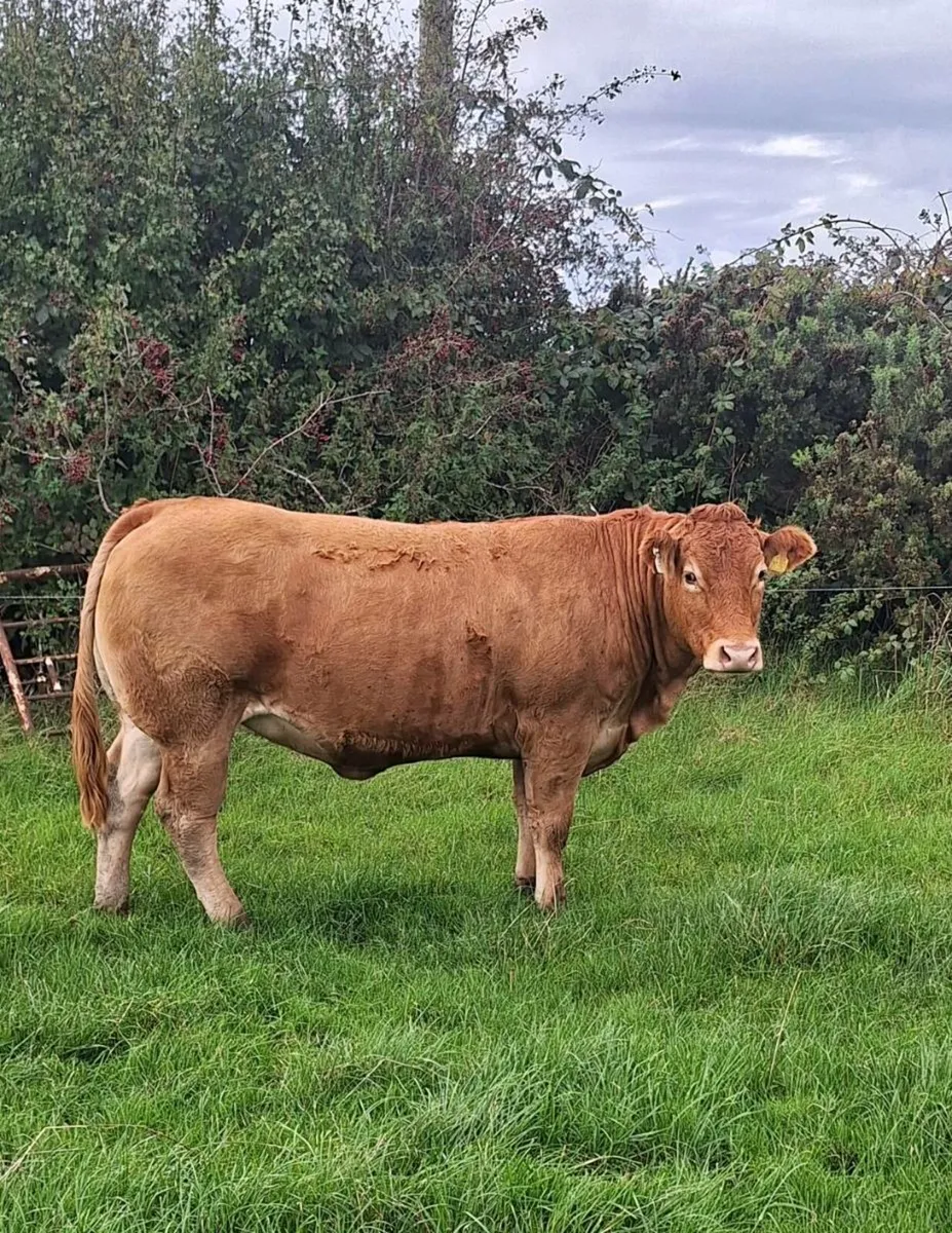 Pedigree limousin heifers - Image 1