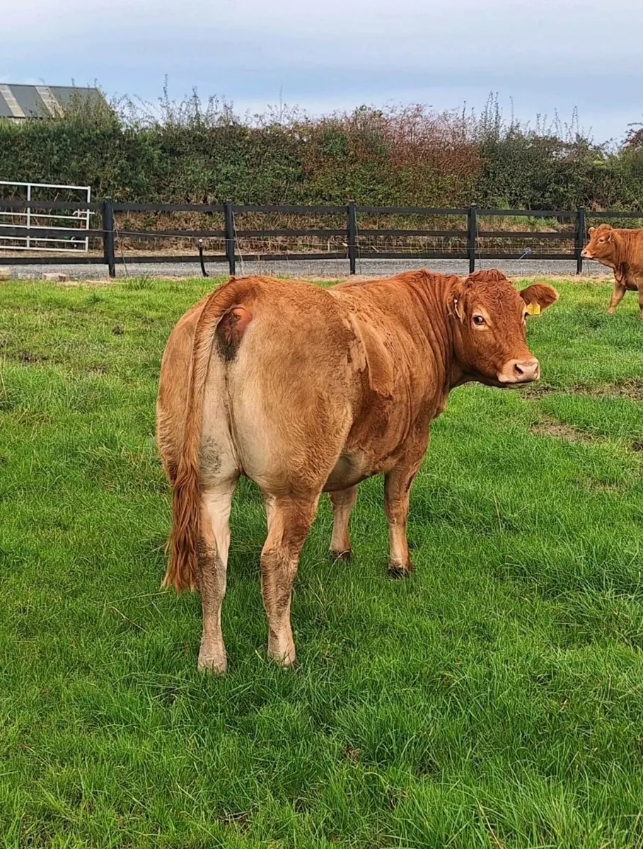 Pedigree limousin heifers - Image 2