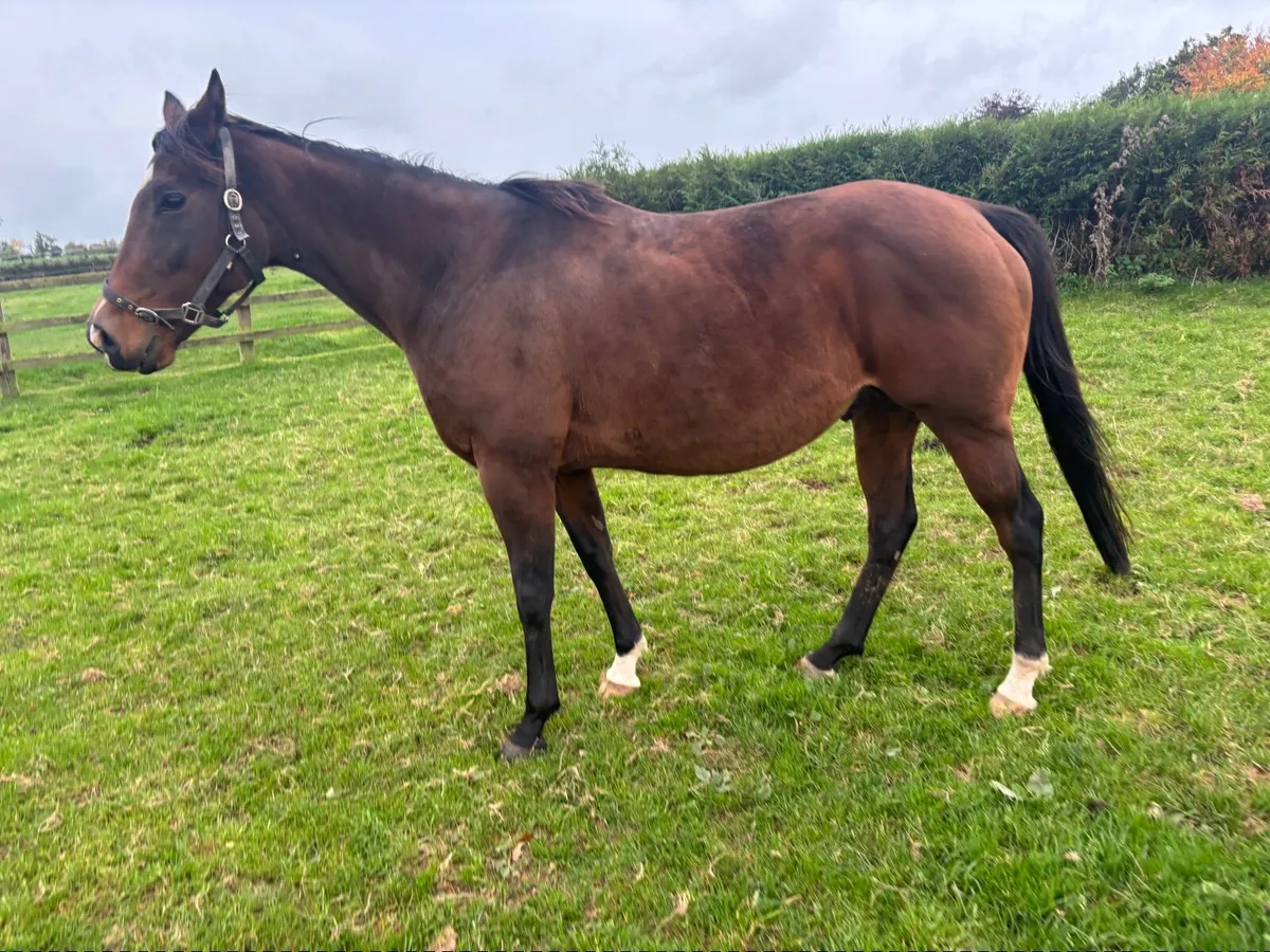 Broodmare - Image 2