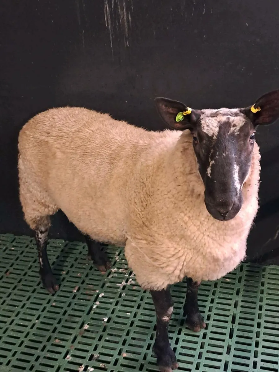 PB Milford Hogget Ram - Image 1