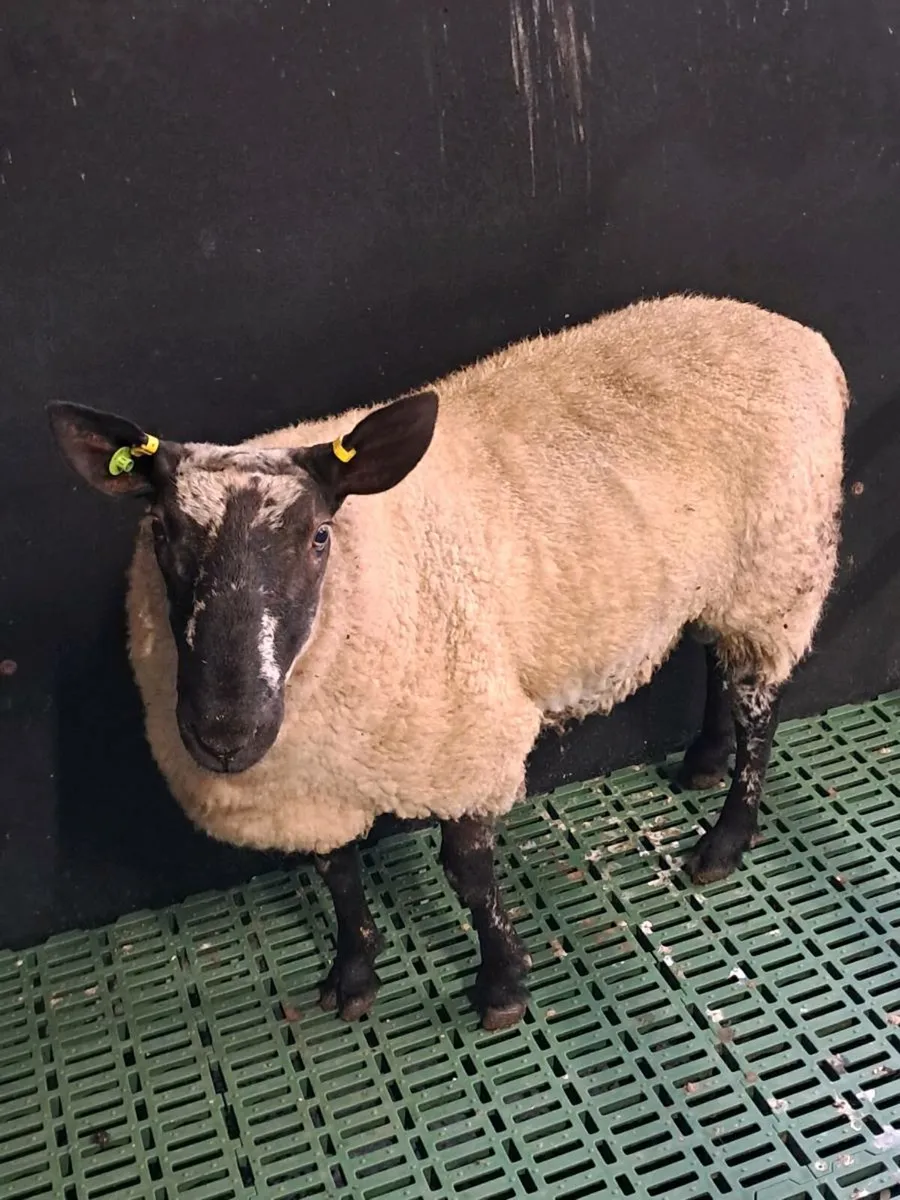 PB Milford Hogget Ram - Image 2