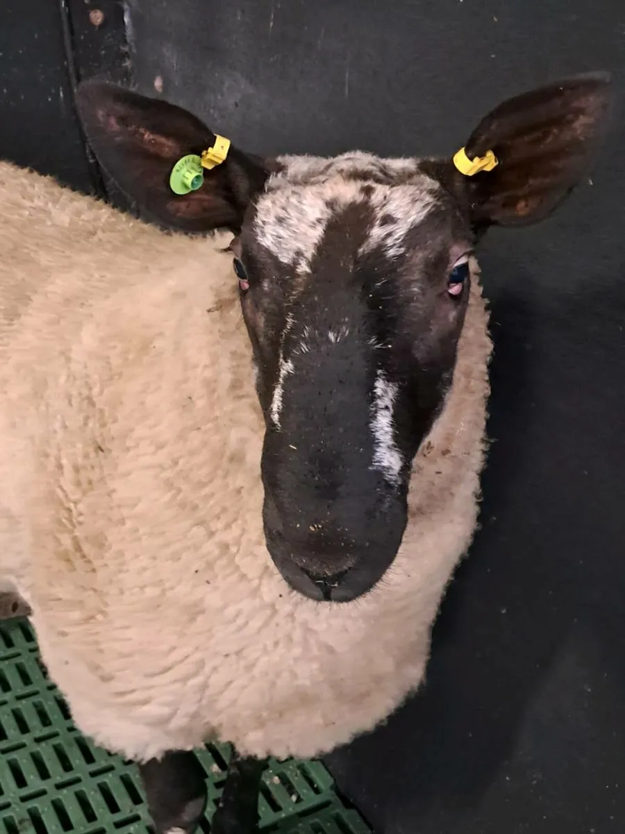 PB Milford Hogget Ram - Image 3