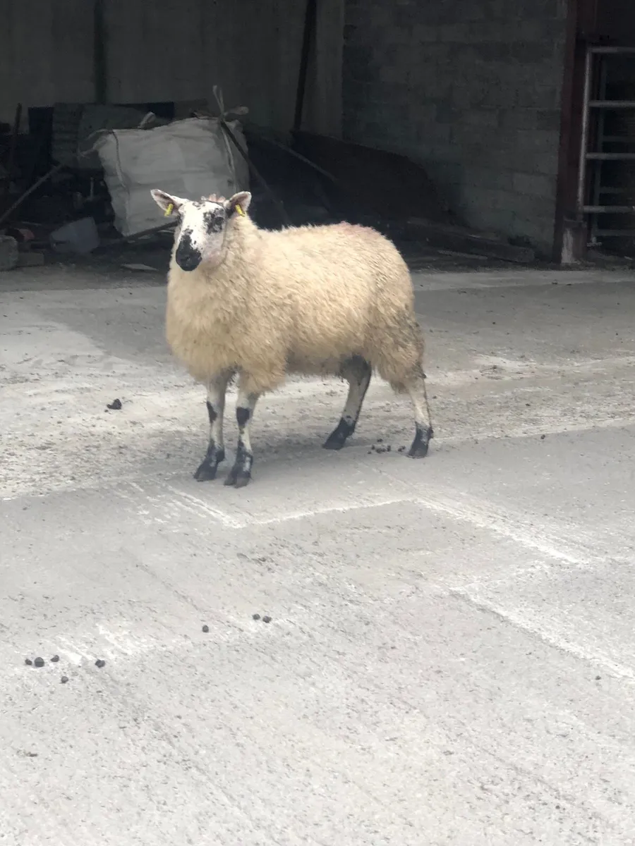 Tip Lambs - Image 1