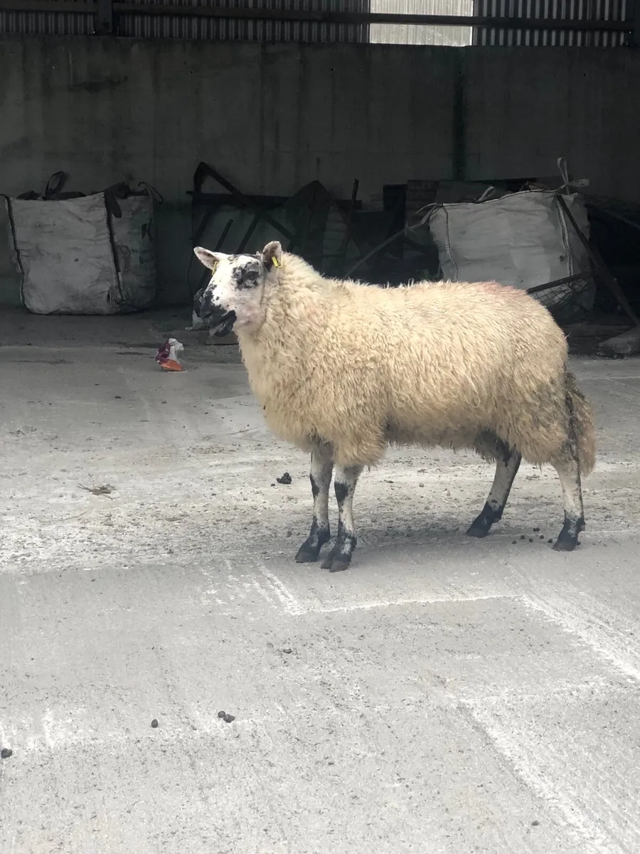 Tip Lambs - Image 2