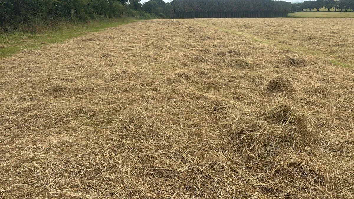 HAYLAGE,4#4 HAY AND STRAW - Image 3