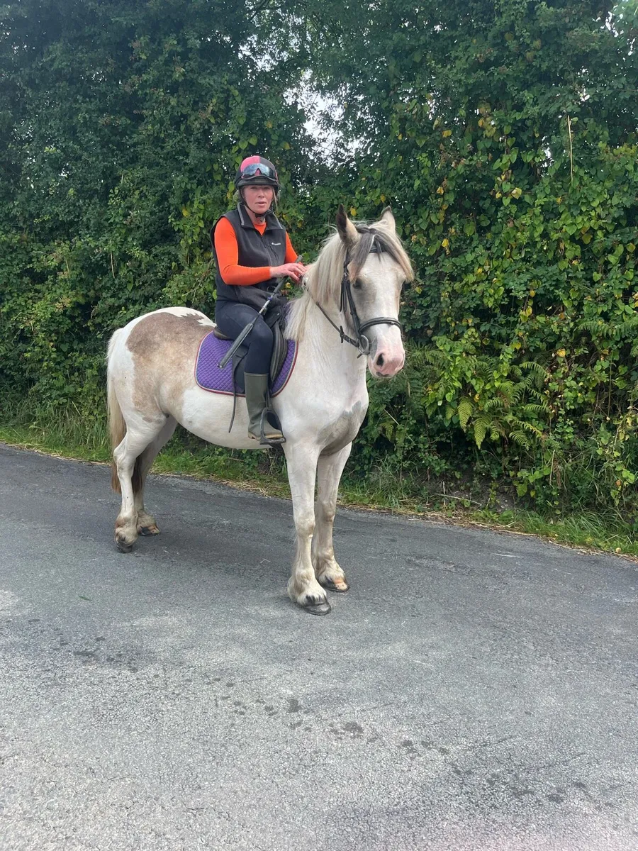 4 yr old Cob - Image 1
