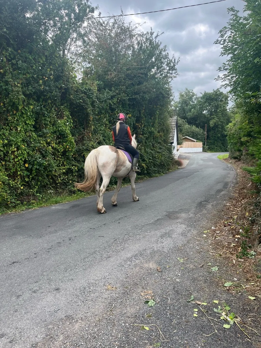 4 yr old Cob - Image 2