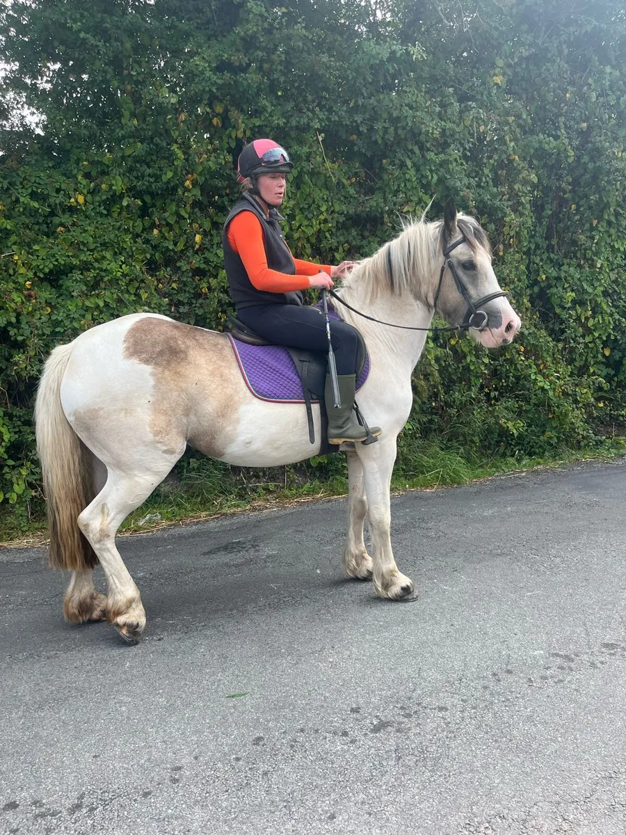 4 yr old Cob - Image 3