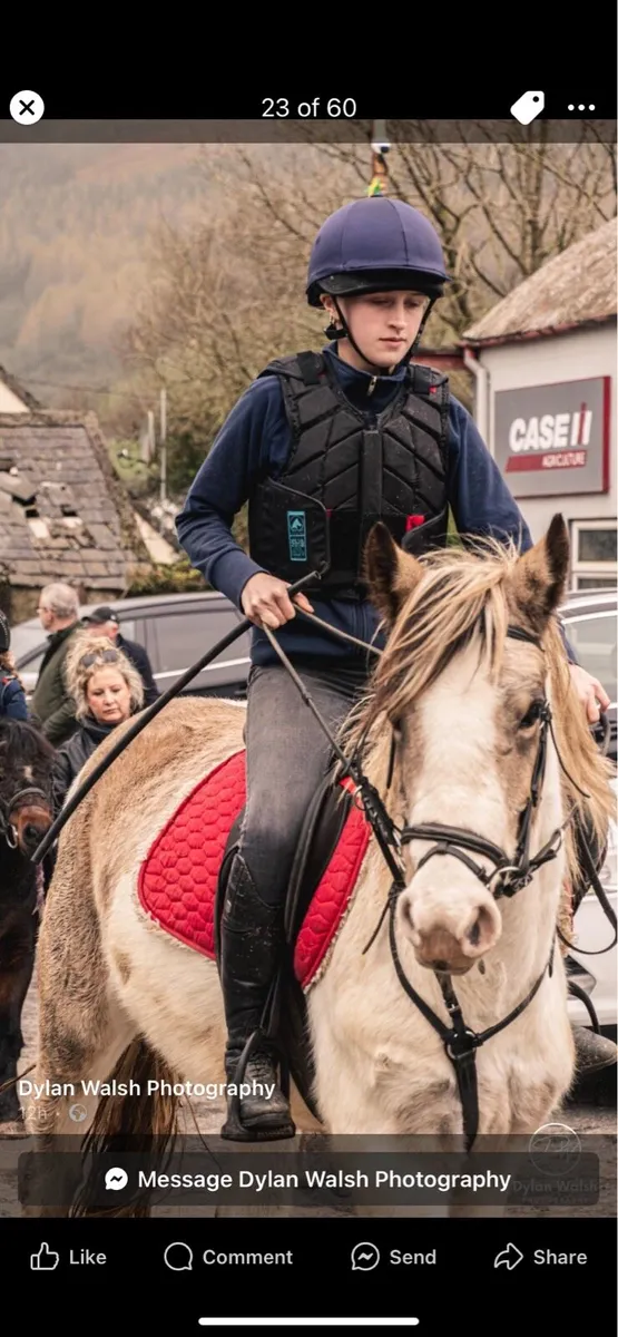 4 yr old Cob - Image 4