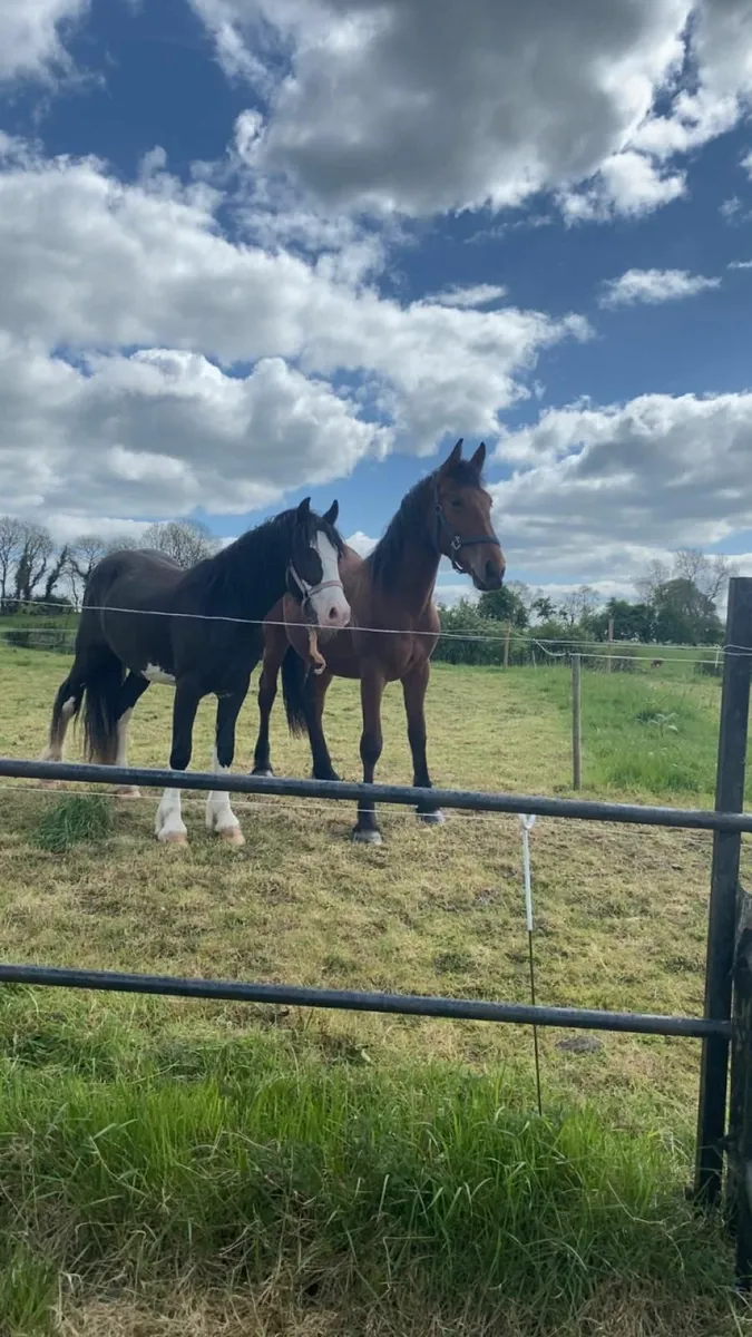 Filly Cob - Image 1