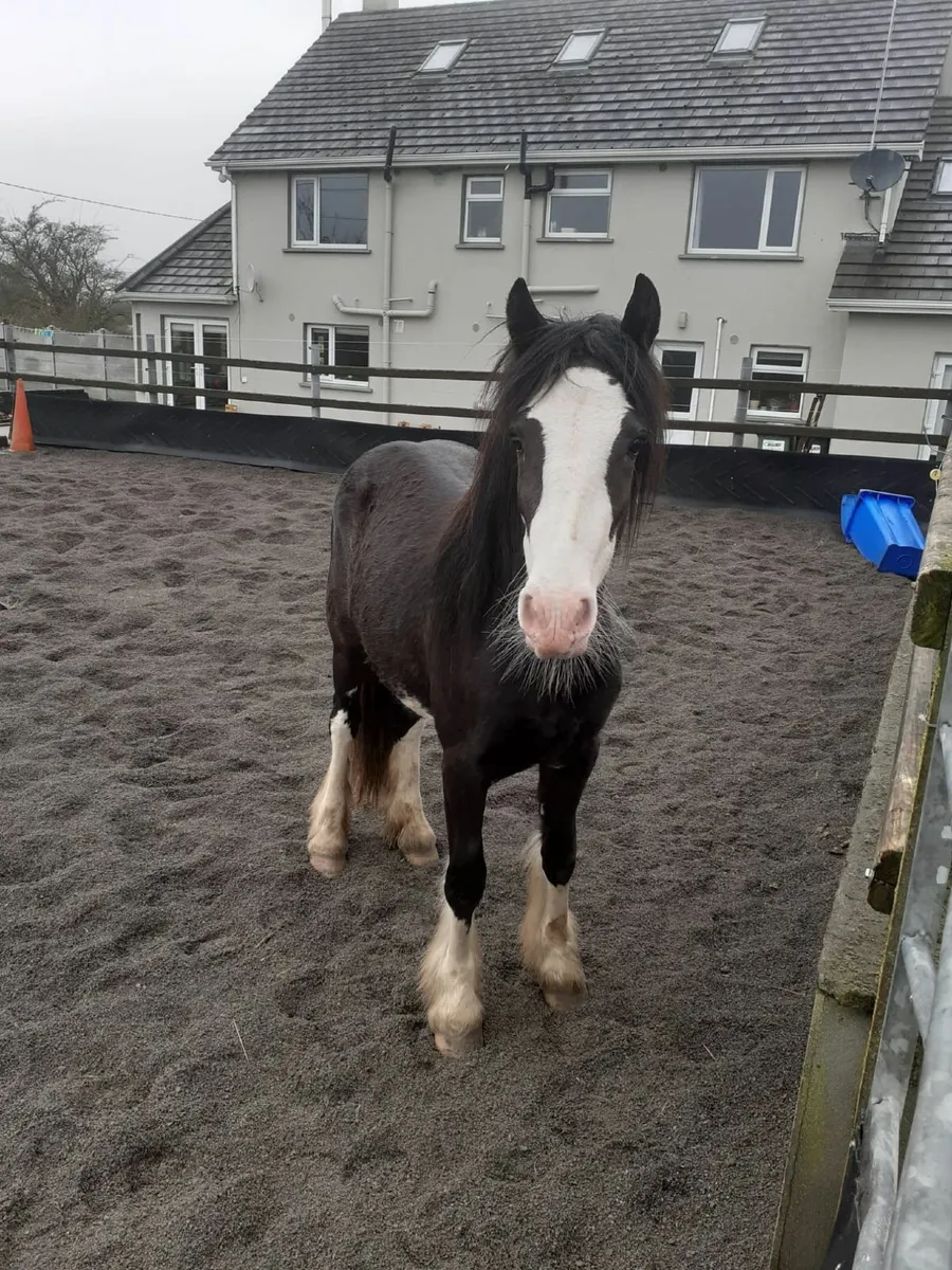 Filly Cob - Image 2