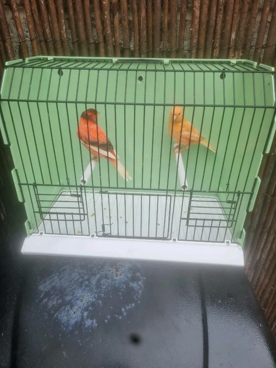 Birds - Image 1