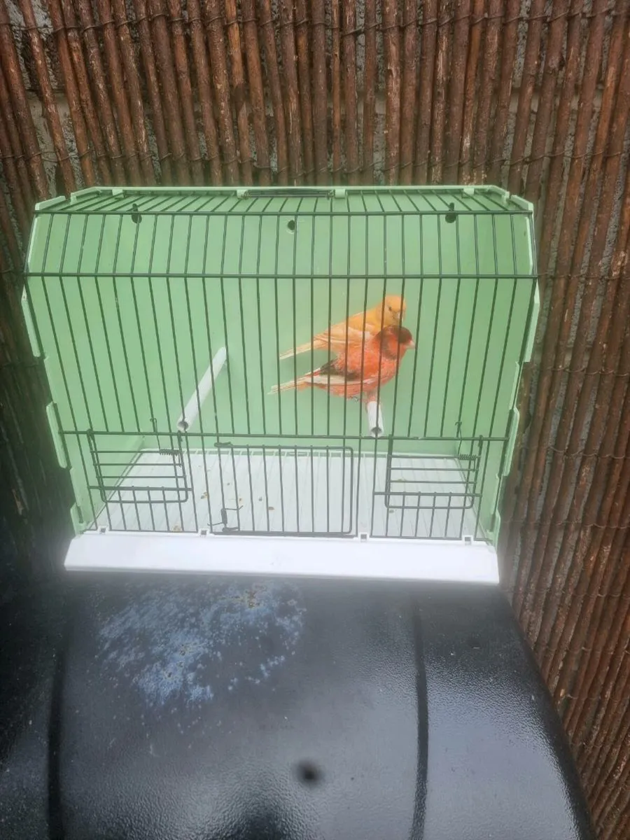 Birds - Image 2