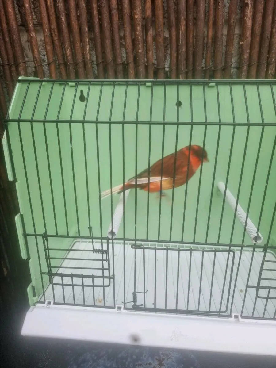 Birds - Image 3