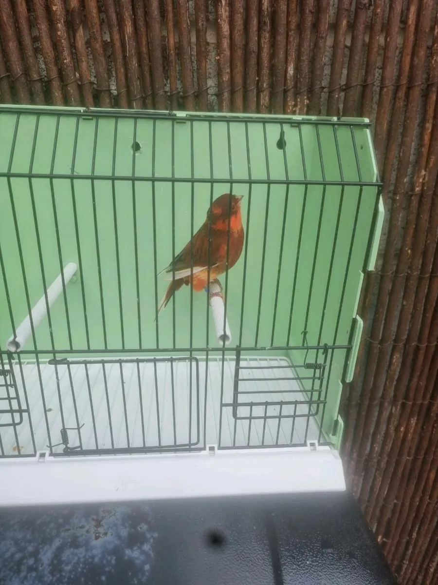 Birds - Image 4
