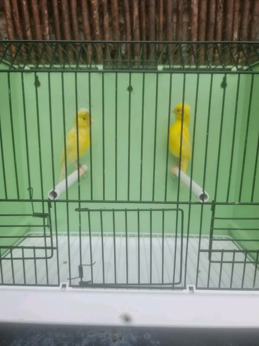 Birds - Image 3