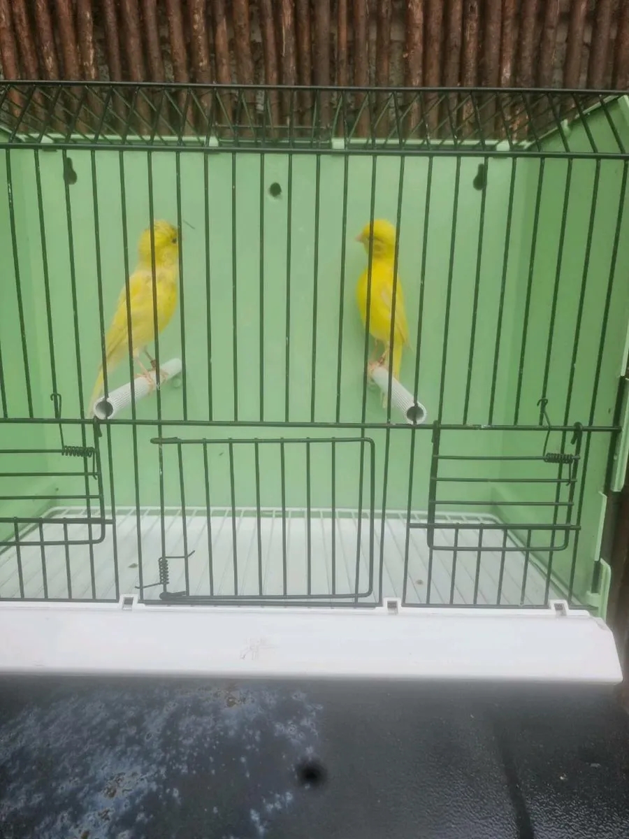 Birds - Image 4