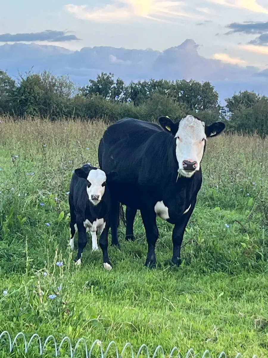 Organic Cow Calf Pair - Image 1