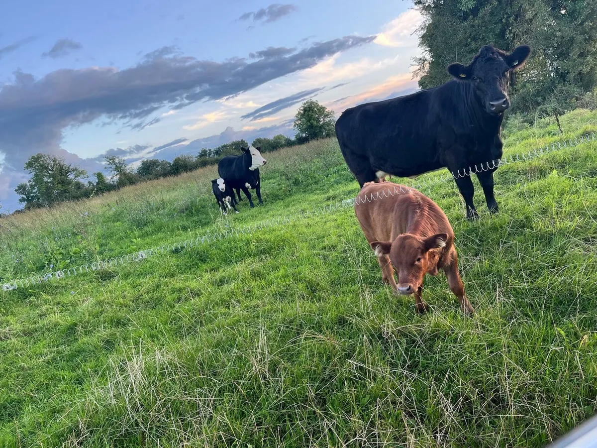 Organic Cow Calf Pair - Image 2