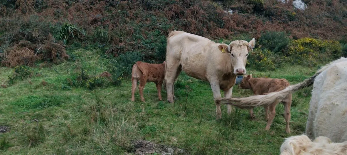 Calved heifers - Image 2