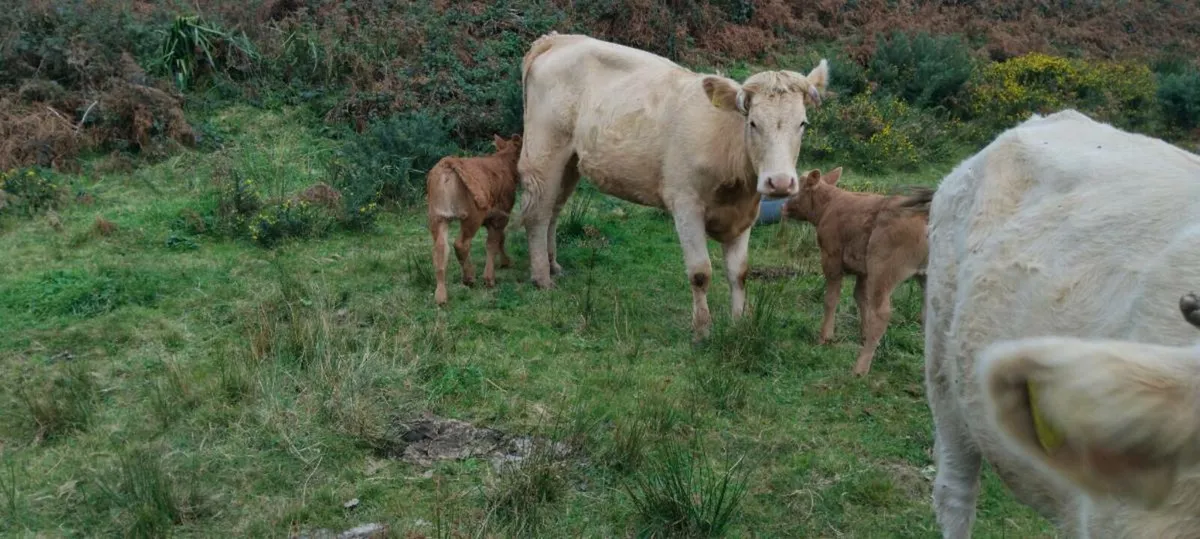 Calved heifers - Image 3