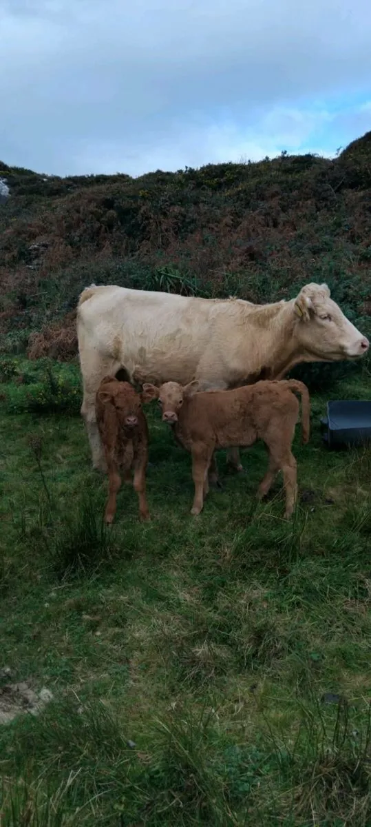 Calved heifers - Image 1