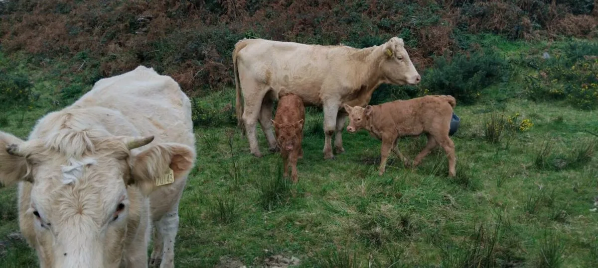 Calved heifers - Image 4