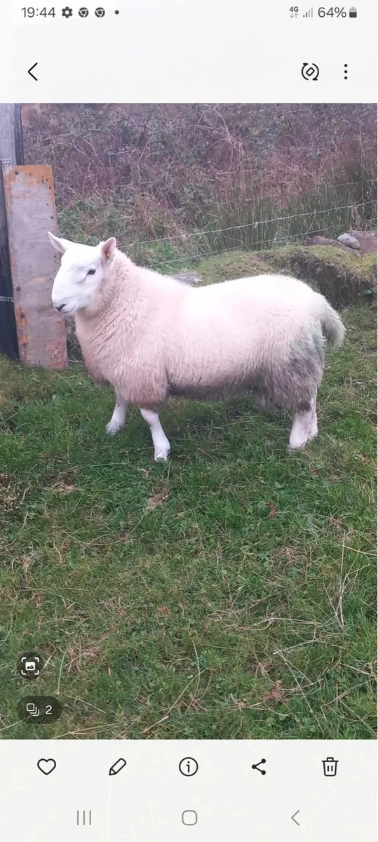 2 Rams for Sale - Image 2