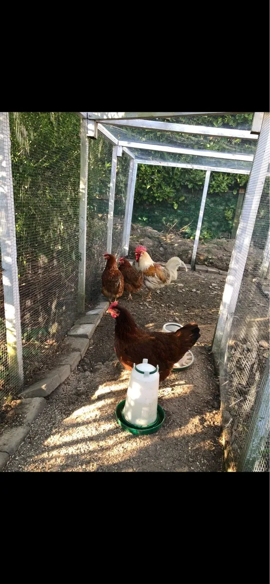 Hens