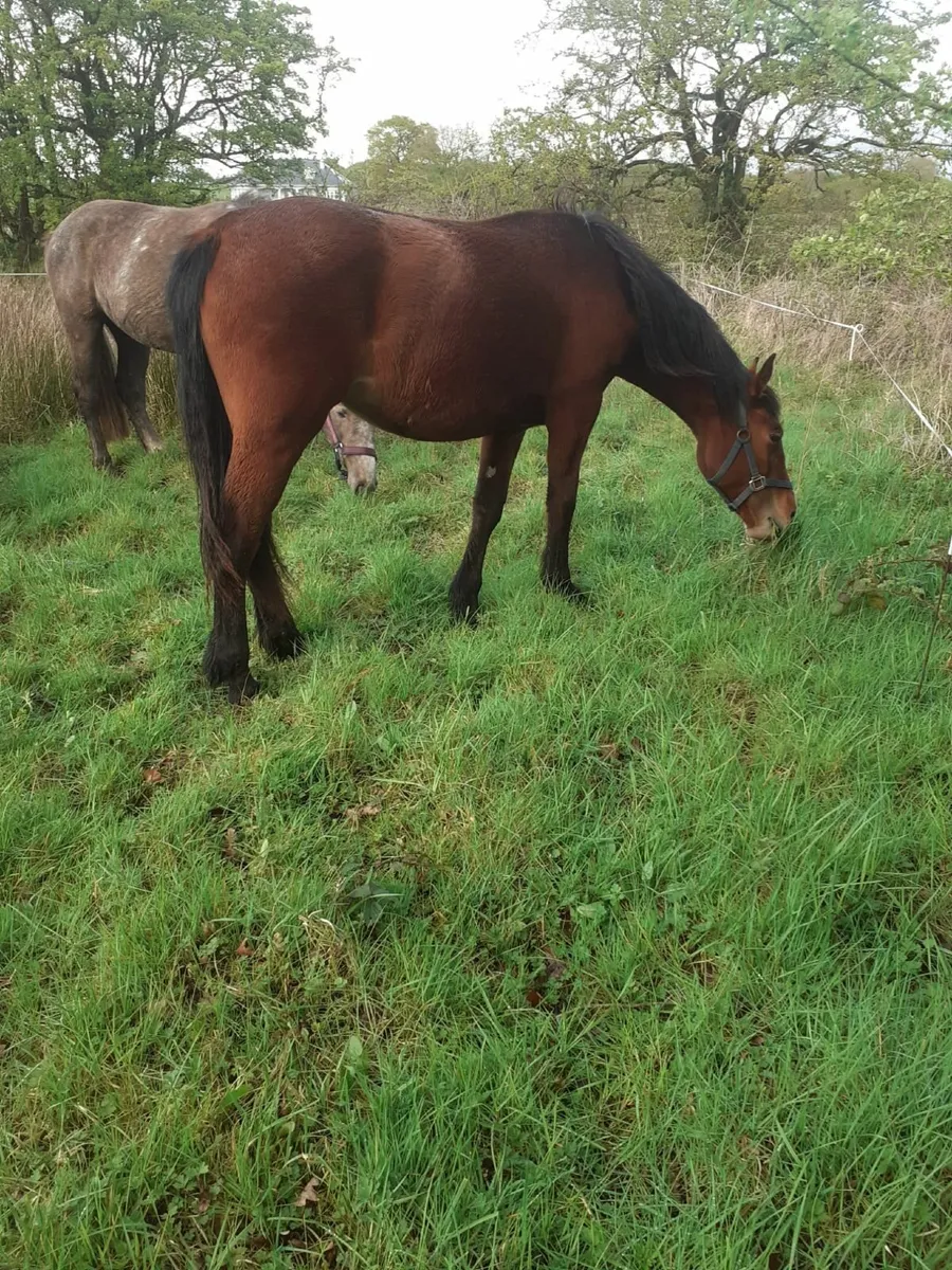 2year old filly - Image 2