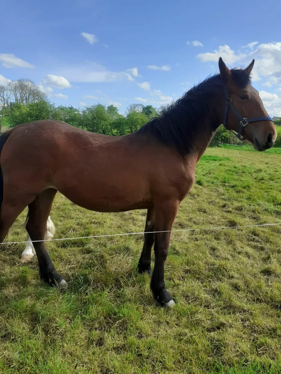 2year old filly - Image 1