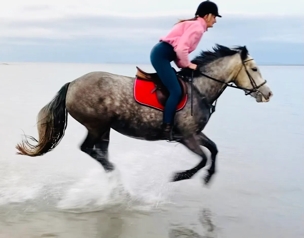 Connemara X Irish Draught Riding Horse - Image 1