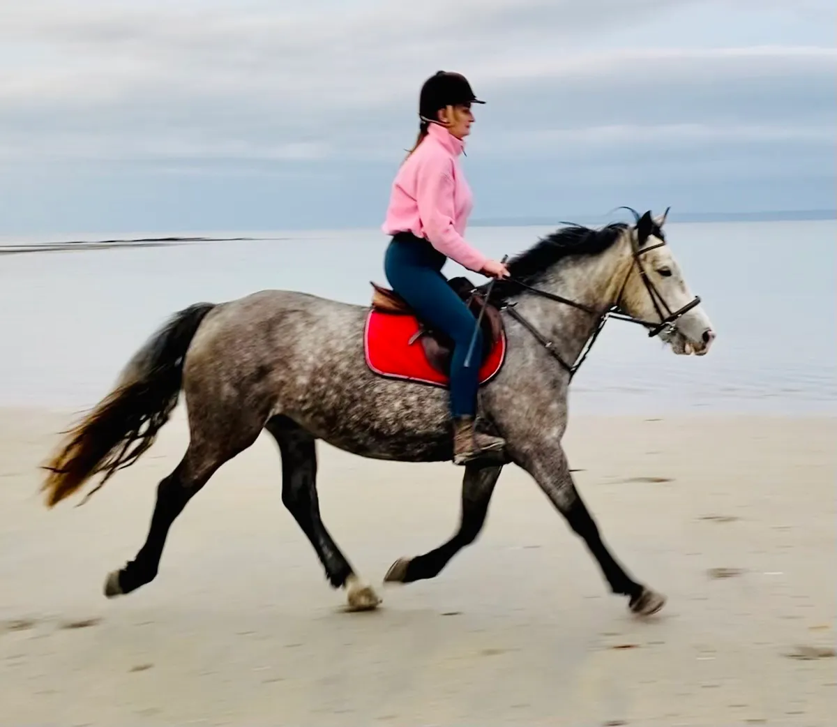 Connemara X Irish Draught Riding Horse - Image 2