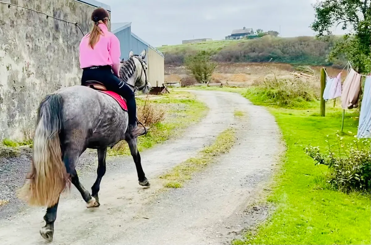 Connemara X Irish Draught Riding Horse - Image 3