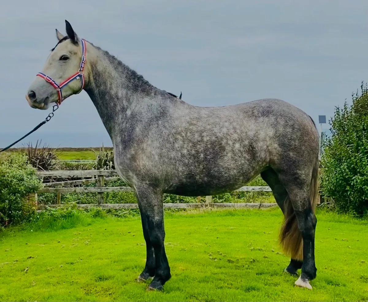 Connemara X Irish Draught Riding Horse - Image 4