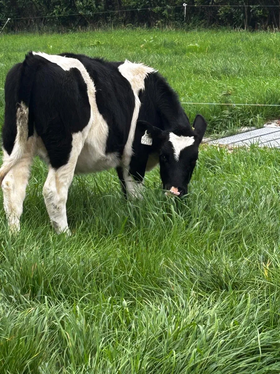 Livestock - Image 1
