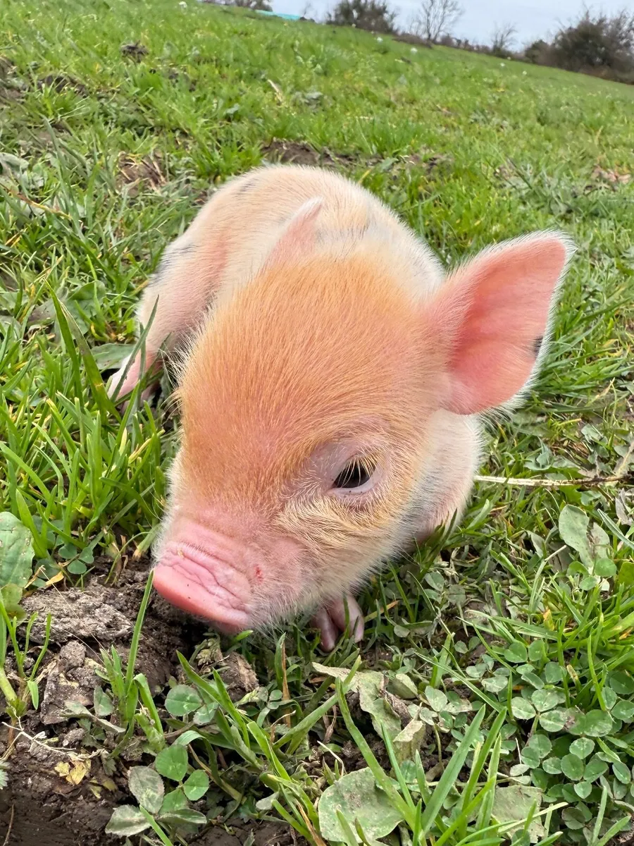 Mini Pigs - Image 4