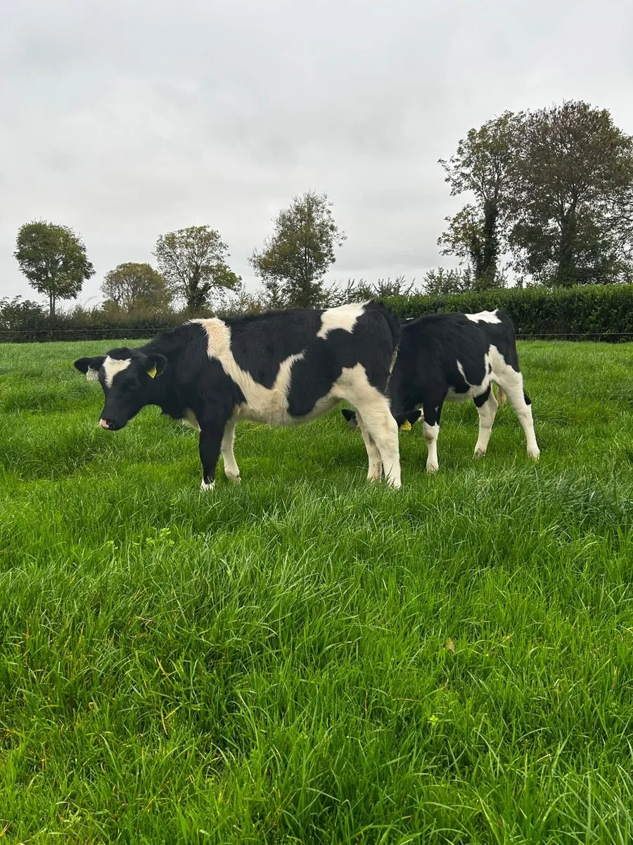 Livestock - Image 2