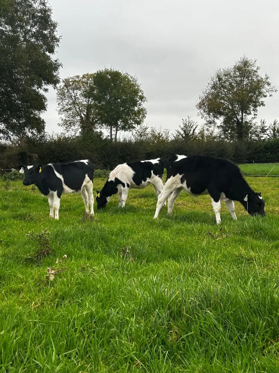 Livestock - Image 3
